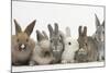 Six Baby Rabbits-Mark Taylor-Mounted Photographic Print