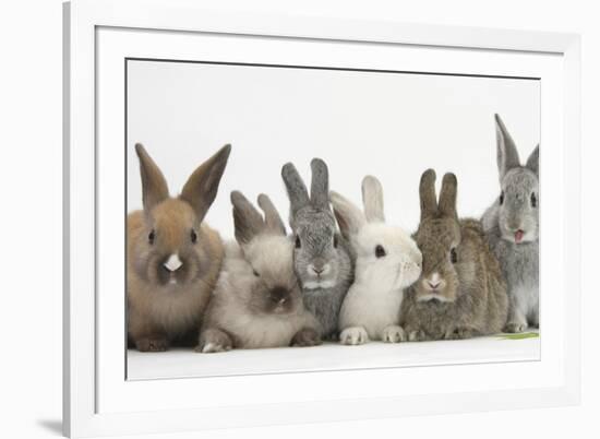 Six Baby Rabbits-Mark Taylor-Framed Photographic Print