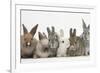 Six Baby Rabbits-Mark Taylor-Framed Photographic Print