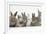Six Baby Rabbits-Mark Taylor-Framed Photographic Print