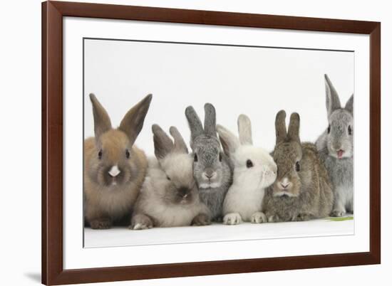 Six Baby Rabbits-Mark Taylor-Framed Photographic Print