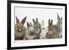 Six Baby Rabbits-Mark Taylor-Framed Photographic Print