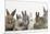 Six Baby Rabbits-Mark Taylor-Mounted Photographic Print