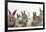 Six Baby Rabbits-Mark Taylor-Framed Photographic Print