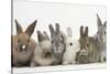 Six Baby Rabbits-Mark Taylor-Stretched Canvas