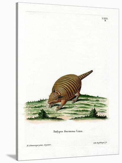 Six-Banded Armadillo-null-Stretched Canvas