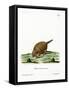 Six-Banded Armadillo-null-Framed Stretched Canvas