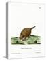 Six-Banded Armadillo-null-Stretched Canvas