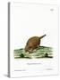 Six-Banded Armadillo-null-Stretched Canvas