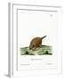 Six-Banded Armadillo-null-Framed Giclee Print