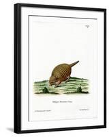 Six-Banded Armadillo-null-Framed Giclee Print