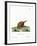 Six-Banded Armadillo-null-Framed Giclee Print