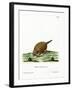 Six-Banded Armadillo-null-Framed Giclee Print