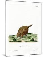 Six-Banded Armadillo-null-Mounted Giclee Print