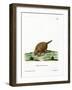 Six-Banded Armadillo-null-Framed Giclee Print