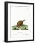 Six-Banded Armadillo-null-Framed Giclee Print