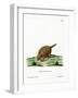 Six-Banded Armadillo-null-Framed Giclee Print