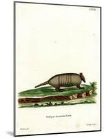 Six-Banded Armadillo-null-Mounted Giclee Print
