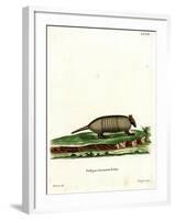 Six-Banded Armadillo-null-Framed Giclee Print