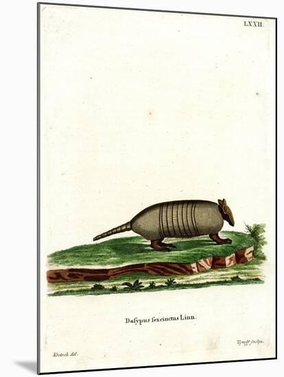 Six-Banded Armadillo-null-Mounted Giclee Print