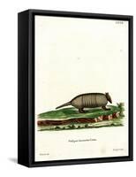 Six-Banded Armadillo-null-Framed Stretched Canvas