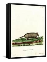 Six-Banded Armadillo-null-Framed Stretched Canvas