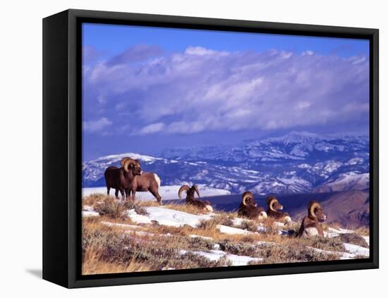 Six Bighorn Rams, Whiskey Mountain, Wyoming, USA-Howie Garber-Framed Stretched Canvas