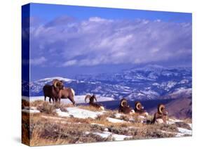 Six Bighorn Rams, Whiskey Mountain, Wyoming, USA-Howie Garber-Stretched Canvas