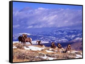 Six Bighorn Rams, Whiskey Mountain, Wyoming, USA-Howie Garber-Framed Stretched Canvas