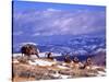 Six Bighorn Rams, Whiskey Mountain, Wyoming, USA-Howie Garber-Stretched Canvas