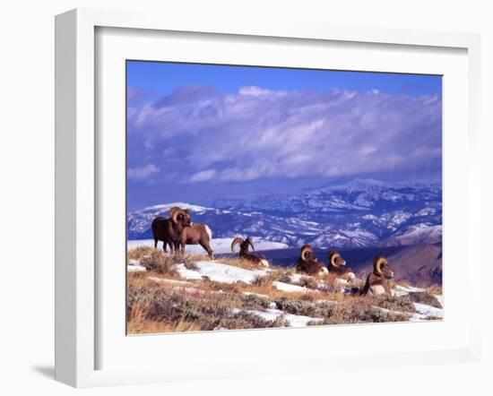 Six Bighorn Rams, Whiskey Mountain, Wyoming, USA-Howie Garber-Framed Premium Photographic Print