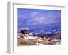 Six Bighorn Rams, Whiskey Mountain, Wyoming, USA-Howie Garber-Framed Premium Photographic Print