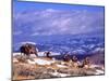 Six Bighorn Rams, Whiskey Mountain, Wyoming, USA-Howie Garber-Mounted Photographic Print