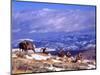 Six Bighorn Rams, Whiskey Mountain, Wyoming, USA-Howie Garber-Mounted Photographic Print