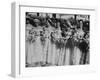 Six Bridesmaids Pose Together in White Organdy Gowns For Elizabeth Taylor and Nicky Hilton Wedding-Ed Clark-Framed Photographic Print