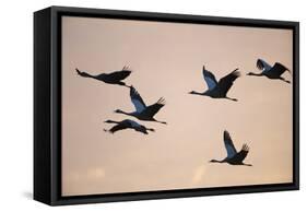 Six Common Cranes (Grus Grus) in Flight at Sunrise, Brandenburg, Germany, October 2008-Florian Möllers-Framed Stretched Canvas