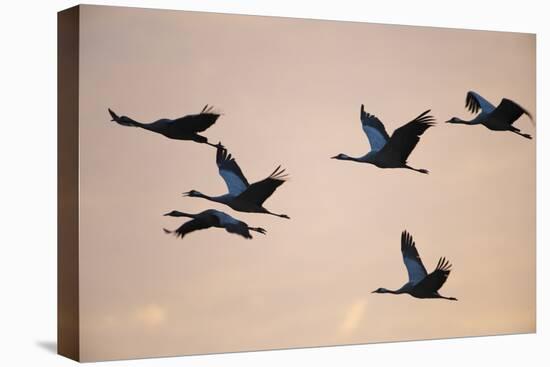 Six Common Cranes (Grus Grus) in Flight at Sunrise, Brandenburg, Germany, October 2008-Florian Möllers-Stretched Canvas