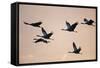 Six Common Cranes (Grus Grus) in Flight at Sunrise, Brandenburg, Germany, October 2008-Florian Möllers-Framed Stretched Canvas