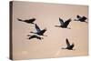 Six Common Cranes (Grus Grus) in Flight at Sunrise, Brandenburg, Germany, October 2008-Florian Möllers-Stretched Canvas