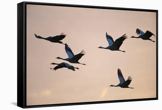 Six Common Cranes (Grus Grus) in Flight at Sunrise, Brandenburg, Germany, October 2008-Florian Möllers-Framed Stretched Canvas