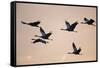 Six Common Cranes (Grus Grus) in Flight at Sunrise, Brandenburg, Germany, October 2008-Florian Möllers-Framed Stretched Canvas