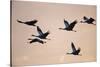 Six Common Cranes (Grus Grus) in Flight at Sunrise, Brandenburg, Germany, October 2008-Florian Möllers-Stretched Canvas