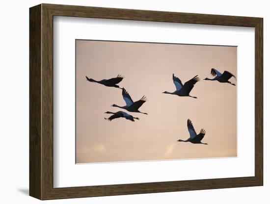 Six Common Cranes (Grus Grus) in Flight at Sunrise, Brandenburg, Germany, October 2008-Florian Möllers-Framed Photographic Print