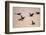 Six Common Cranes (Grus Grus) in Flight at Sunrise, Brandenburg, Germany, October 2008-Florian Möllers-Framed Photographic Print