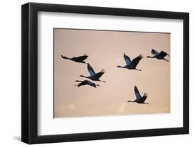 Six Common Cranes (Grus Grus) in Flight at Sunrise, Brandenburg, Germany, October 2008-Florian Möllers-Framed Photographic Print