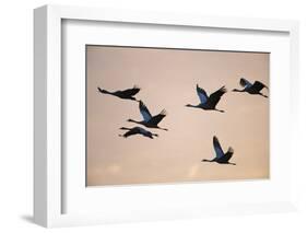 Six Common Cranes (Grus Grus) in Flight at Sunrise, Brandenburg, Germany, October 2008-Florian Möllers-Framed Photographic Print