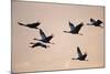 Six Common Cranes (Grus Grus) in Flight at Sunrise, Brandenburg, Germany, October 2008-Florian Möllers-Mounted Photographic Print