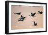 Six Common Cranes (Grus Grus) in Flight at Sunrise, Brandenburg, Germany, October 2008-Florian Möllers-Framed Photographic Print