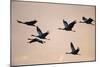 Six Common Cranes (Grus Grus) in Flight at Sunrise, Brandenburg, Germany, October 2008-Florian Möllers-Mounted Photographic Print