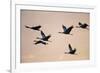 Six Common Cranes (Grus Grus) in Flight at Sunrise, Brandenburg, Germany, October 2008-Florian Möllers-Framed Photographic Print